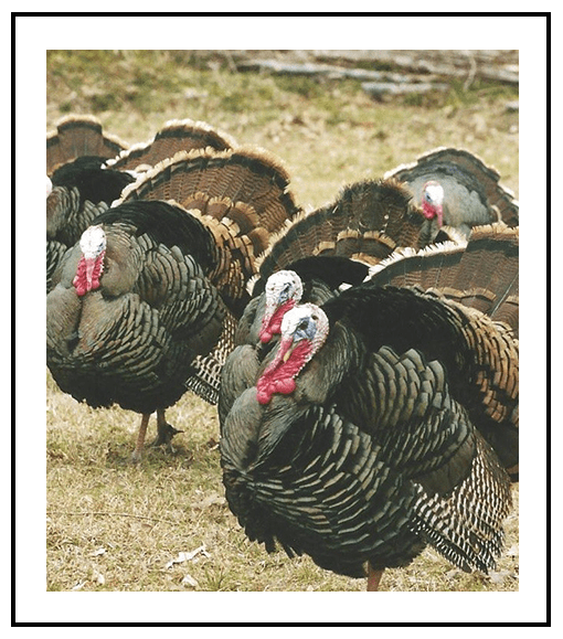 Wild turkey bird close-up profile view with bokeh background displaying head, beak, eye, wattle, fan out tail feathers, plumage in its environment and surrounding