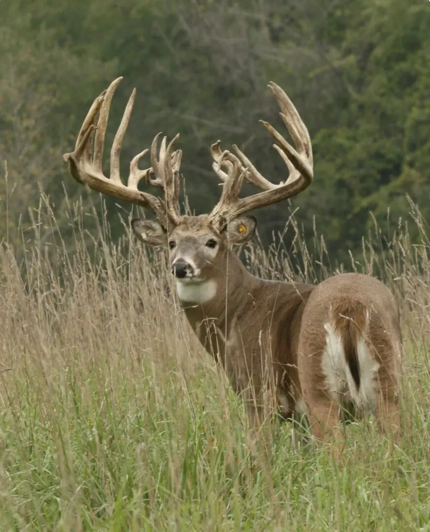 BUCK 1