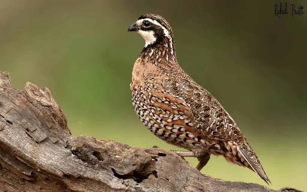 QUAIL1