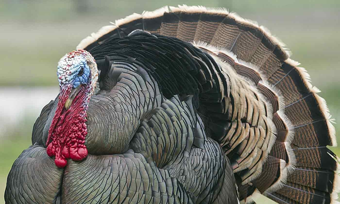 TURKEY2